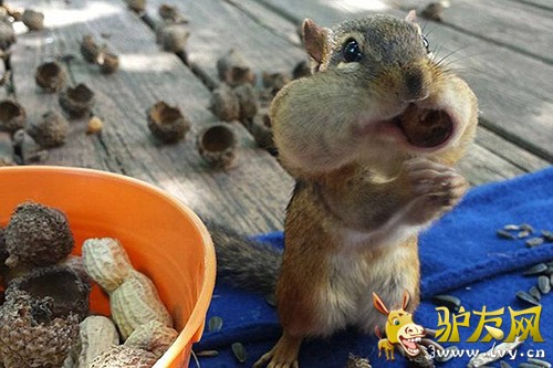 FacebookSquirrel Camҳϣë׵ĽΪԼеǡ