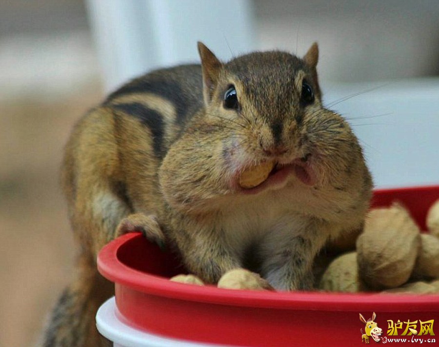 FacebookSquirrel Camҳϣë׵ĽΪԼеǡ